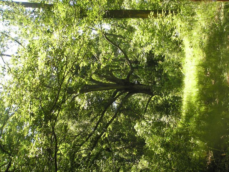 A lush green forest scene with sunlight filtering through the dense canopy of leaves. The image showcases tall trees and vibrant foliage, creating a peaceful and serene atmosphere. The ground is covered with grass and plants, enhancing the natural beauty of the woodland environment. Tunica Hills WLMA mountain bike trail.
