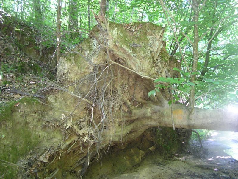 A large uprooted tree with exposed roots resting against a hillside, surrounded by dense green foliage in a forest setting. Tunica Hills WLMA mountain bike trail.
