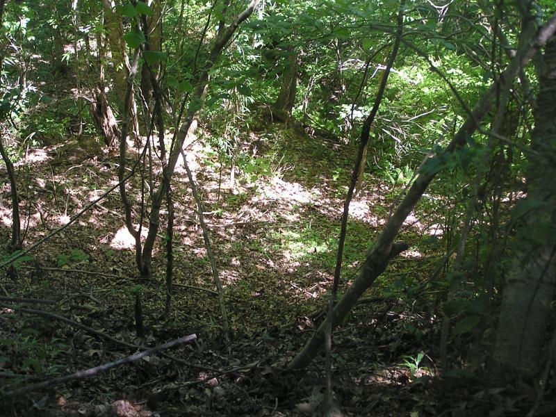 A dense forest scene with sunlight filtering through the trees, illuminating a patch of green ground covered in leaves and vegetation. Twisted branches and trunks surround the area, creating a natural frame. Tunica Hills WLMA mountain bike trail.