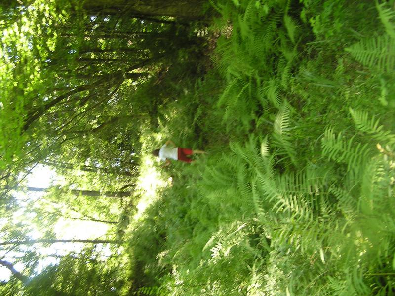 A person walking along a narrow path surrounded by lush green ferns and dense trees in a forested area. Tunica Hills WLMA mountain bike trail.
