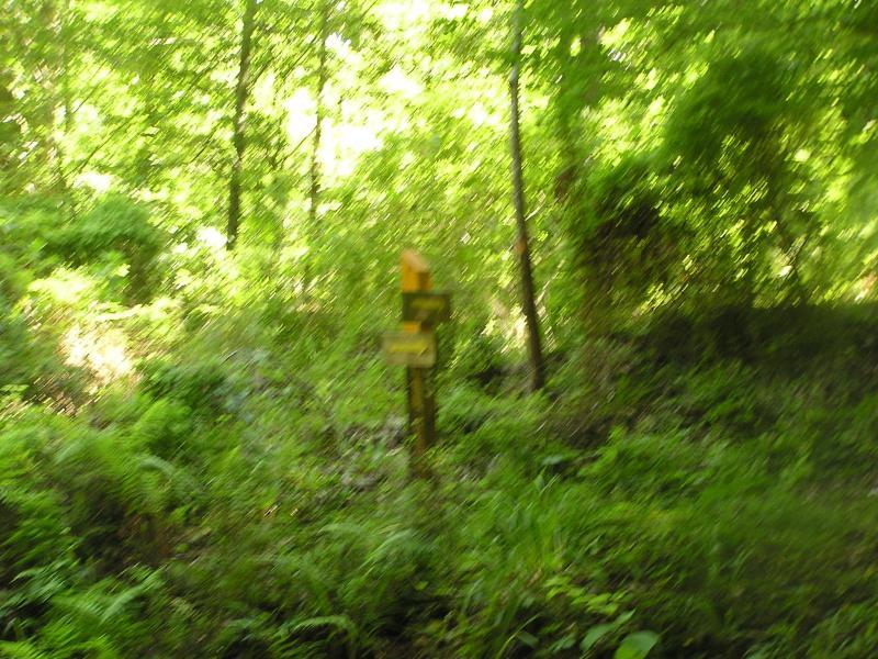 A blurred image of a wooden trail sign surrounded by dense greenery in a forest. The sign is partially obscured by ferns and other plants, with sunlight filtering through the trees above. Tunica Hills WLMA mountain bike trail.