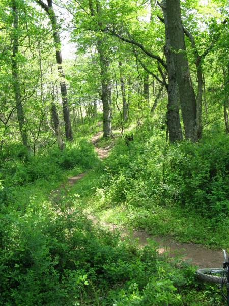 A scenic view of a winding dirt path through a lush green forest, with tall trees and dense underbrush, indicating a peaceful outdoor setting. Schaeffer Farms mountain bike trail.
