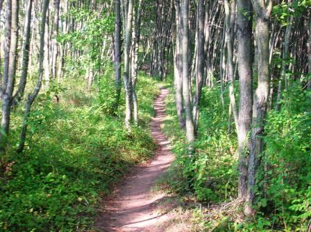 A winding dirt path through a forest with tall, slender trees and lush green foliage on either side. Schaeffer Farms mountain bike trail.