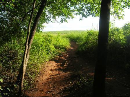 A winding dirt path surrounded by lush green vegetation, leading through trees towards an open grassy area under a bright sky. Schaeffer Farms mountain bike trail.