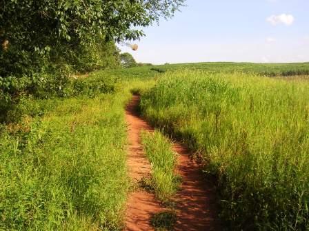A narrow dirt path winding through tall green grass and foliage under a clear blue sky. Schaeffer Farms mountain bike trail.