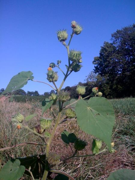 A green, leafy plant with several budding flowers against a clear blue sky, situated in a grassy field. The plant has thick leaves and multiple flower buds at various stages of growth. In the background, trees are visible, contributing to the natural setting. Schaeffer Farms mountain bike trail.