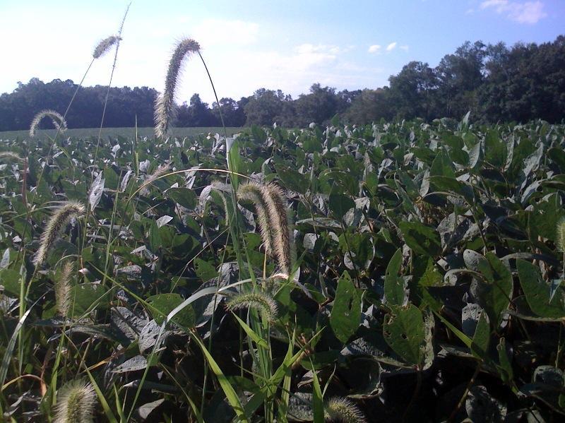 A lush green field of soybean plants in the foreground, with tall grass featuring fluffy seed heads emerging in the center. The background shows a row of trees under a blue sky with scattered clouds, creating a serene agricultural landscape. Schaeffer Farms mountain bike trail.