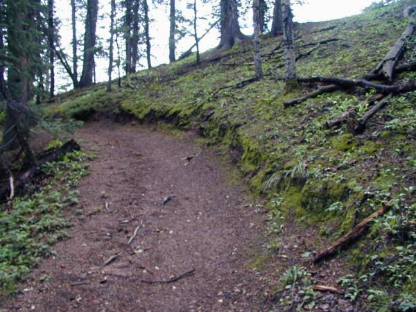 A winding dirt path through a forested area, surrounded by trees and moss-covered ground. The trail is framed by patches of greenery and fallen branches, leading upward on a slope. The scene is tranquil and inviting, typical of a natural hiking environment. Rampart Reservoir mountain bike trail.