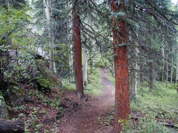 A forested trail winding through tall trees, featuring both evergreen and deciduous vegetation. The pathway is surrounded by lush greenery, with a mix of rocky terrain and underbrush, creating a serene and natural setting. Rampart Reservoir mountain bike trail.