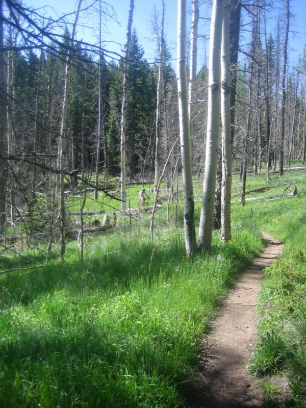 A peaceful forest scene featuring a narrow dirt path winding through a green grassy area surrounded by tall trees, including aspen and fir. Sunlight filters through the branches, creating a serene atmosphere, with a person seen in the distance walking along the trail. Rampart Reservoir mountain bike trail.