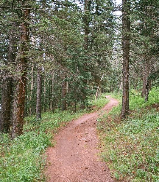 A winding dirt path through a dense forest of tall evergreen trees, surrounded by lush green grass and foliage. The trail curves into the distance, inviting exploration in a serene, natural setting. Rampart Reservoir mountain bike trail.