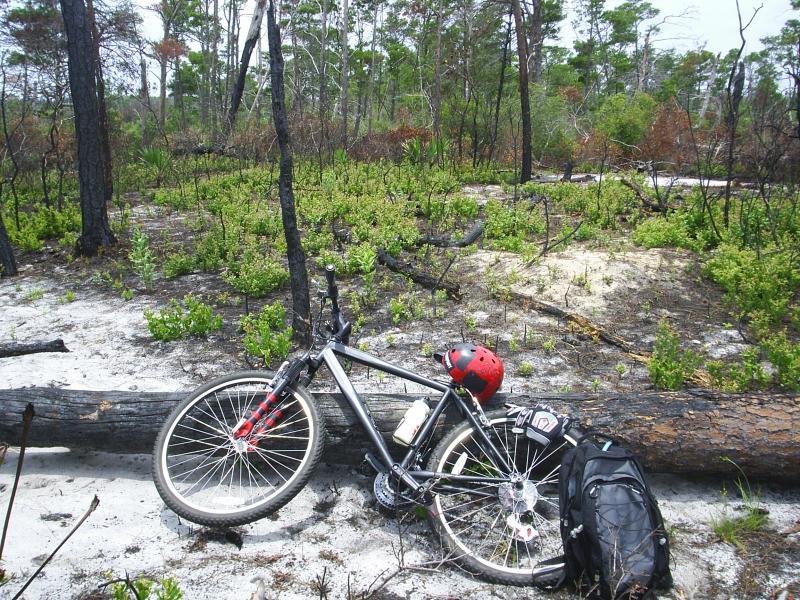 A mountain bike resting on a fallen log in a forested area, surrounded by green vegetation and signs of previous fire damage. A red helmet is placed on the bike, and a black backpack is lying nearby on the sandy ground. Jonathan Dickinson State Park mountain bike trail.