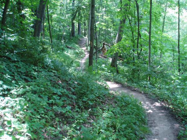 A winding dirt path through a lush green forest, flanked by tall trees and dense foliage, creating a serene and peaceful natural environment. Potawatomi trail mountain bike trail.
