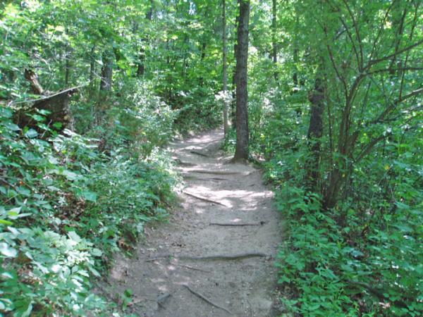 A winding dirt path through a lush green forest, surrounded by trees and dense foliage. The trail features exposed roots and soft earth, inviting exploration into the serene natural environment. Potawatomi trail mountain bike trail.