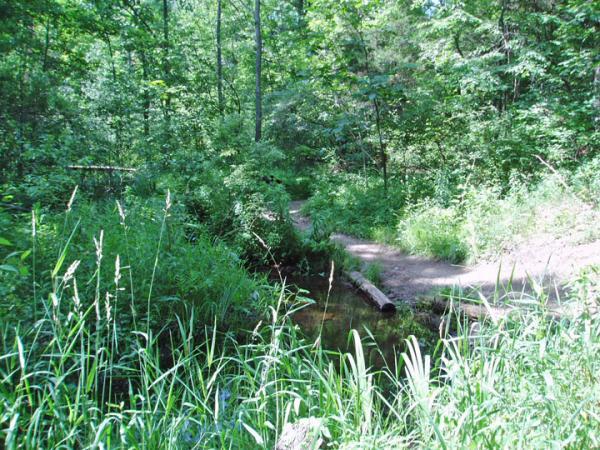 A peaceful forest scene featuring a narrow pathway winding through lush greenery, with tall grasses and dense trees surrounding a small stream. A log lies partially in the water near the trail. The sunlight filters through the leaves, creating a serene atmosphere. Potawatomi trail mountain bike trail.