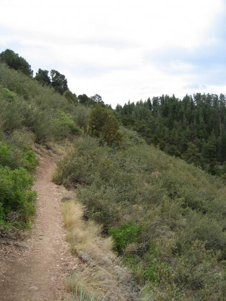 A winding dirt trail surrounded by lush green vegetation, leading along a hillside. In the background, dense forests of tall trees stretch towards the horizon under a cloudy sky. Waldo Canyon mountain bike trail.