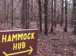 A wooden sign reading "HAMMOCK HUB" with an arrow pointing to the right, surrounded by a forest of bare trees and fallen leaves. San Felasco Hammock Preserve mountain bike trail.