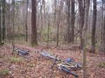 A forested area with bare trees, scattered fallen leaves on the ground, and several abandoned bicycles lying on the forest floor. San Felasco Hammock Preserve mountain bike trail.