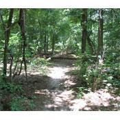 A sunlit pathway winding through a dense forest, surrounded by lush greenery and tall trees. The ground is partially shaded, with dappled sunlight illuminating the trail ahead. San Felasco Hammock Preserve mountain bike trail.