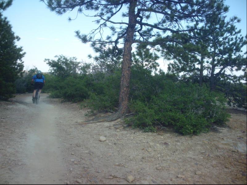 A cyclist riding along a dirt trail surrounded by trees and shrubs in a natural outdoor setting. The path winds through a forested area under a clear sky. Ute Valley Park mountain bike trail.