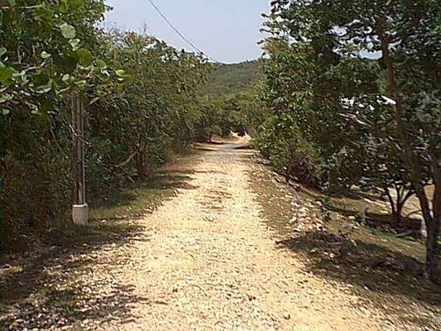 A dirt road lined with trees on both sides, leading into hilly terrain under a clear sky. The scene is peaceful and natural, showcasing a rural setting with greenery. Guanica State Forest mountain bike trail.