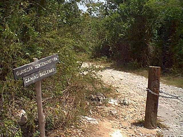 A dirt path surrounded by dense greenery, with a wooden signpost indicating "Guayacan Centenario 1 km" and "Camino Ballenas." A wooden post with a chain is also visible alongside the path. Guanica State Forest mountain bike trail.