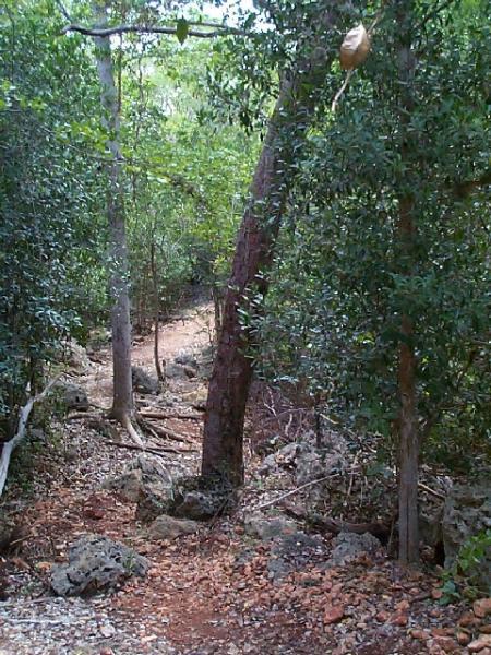 A narrow forest path winding through lush greenery, flanked by tall trees and rocky ground. The scene captures a serene and natural environment, with sunlight filtering through the leaves. Guanica State Forest mountain bike trail.