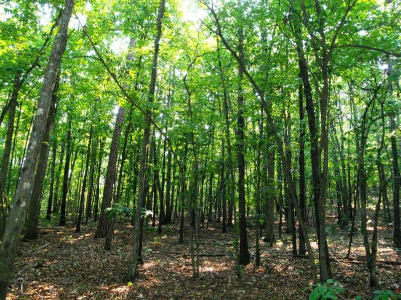 A lush forest scene featuring tall, green trees with vibrant leaves, casting dappled sunlight on the forest floor covered in fallen leaves and twigs. The dense foliage creates a serene and peaceful atmosphere. Iron Legs Trail mountain bike trail.
