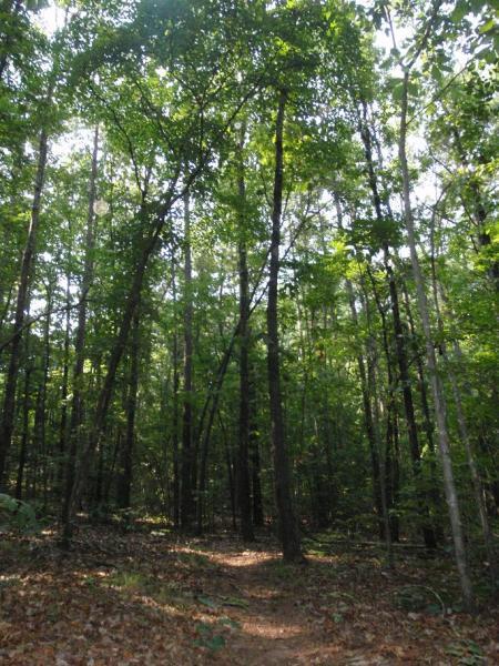 A serene forest scene featuring tall, lush trees with green foliage, dappled sunlight filtering through the leaves, and a winding dirt path leading deeper into the woods. The ground is covered with fallen leaves and underbrush, creating a natural, tranquil atmosphere. Iron Legs Trail mountain bike trail.