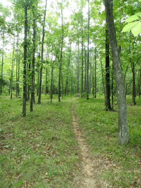 A dirt path winding through a lush green forest, surrounded by tall trees and underbrush, creating a serene and natural environment. Iron Legs Trail mountain bike trail.