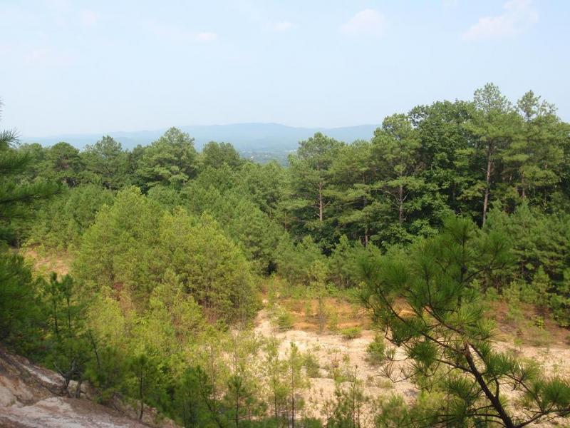 Lush green trees and a panoramic view of distant mountains under a clear blue sky, showcasing a tranquil natural landscape. Iron Legs Trail mountain bike trail.
