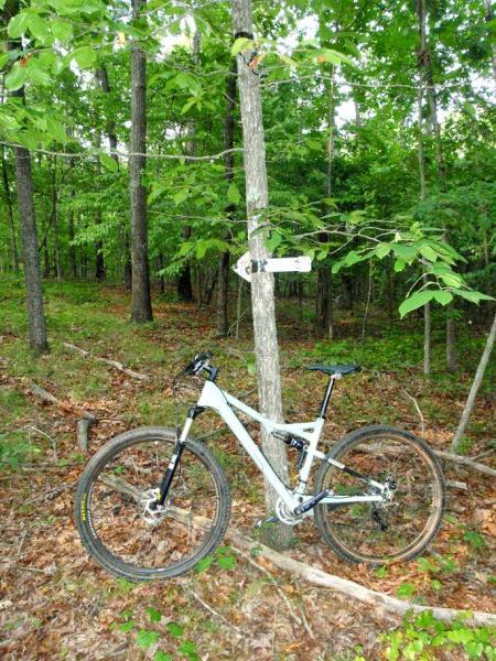 A mountain bike leaning against a tree in a forested area, with a directional sign attached to the tree. The scene is surrounded by lush greenery, including leafy branches and forest undergrowth. Iron Legs Trail mountain bike trail.
