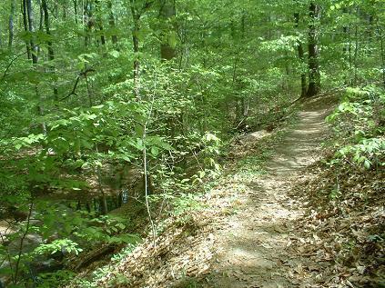 A winding dirt trail surrounded by lush green foliage and trees in a wooded area, with patches of sunlight filtering through the leaves. Lynches Woods mountain bike trail.