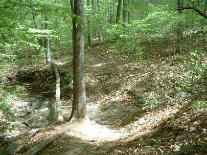 A wooded trail winding through a forest, featuring a tree on the left and patches of sunlight illuminating the path. The ground is covered with leaves and rocks, with a small stream visible to the side. Lynches Woods mountain bike trail.