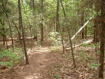 A narrow, winding trail through a lush green forest, surrounded by tall trees and scattered leaves on the ground. Sunlight filters through the foliage, creating a serene and inviting atmosphere. Lynches Woods mountain bike trail.