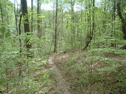 A narrow dirt path winding through a lush green forest, surrounded by young trees and undergrowth. Sunlight filters through the leaves, creating a serene and natural atmosphere. Lynches Woods mountain bike trail.