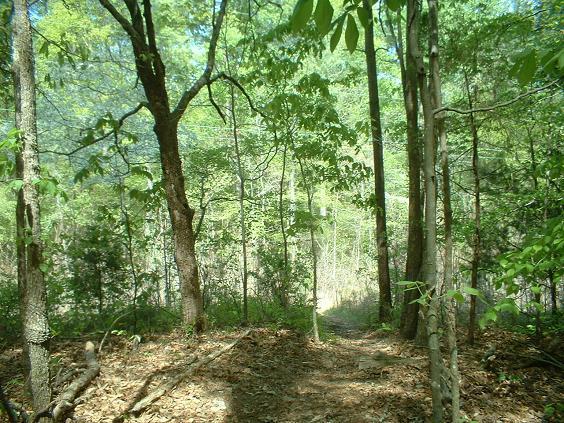 A scenic view of a forest trail, surrounded by tall trees with green leaves and dappled sunlight filtering through the canopy. The path is slightly visible, leading into the depths of the woods, with fallen leaves covering the ground. Lynches Woods mountain bike trail.