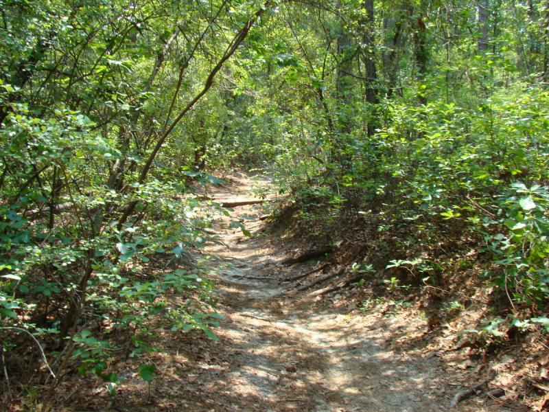 A narrow dirt path winding through a lush green forest, surrounded by dense foliage and trees. The ground is a mix of dirt and fallen leaves, creating a natural trail that invites exploration. Sunlight filters through the leaves, illuminating the peaceful and serene environment. Sesquicentennial State Park mountain bike trail.