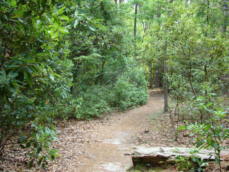 A winding dirt path through a lush green forest, surrounded by dense foliage and trees. Small rocks and a log are visible along the trail, which appears to invite exploration into the natural surroundings. Sesquicentennial State Park mountain bike trail.