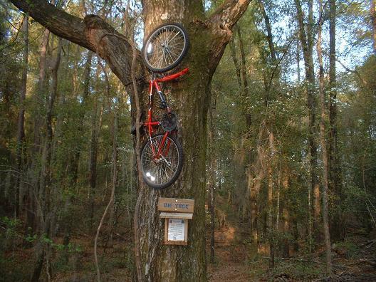 A red bicycle is awkwardly hung from a tree, with its front wheel resting against the trunk and the back wheel suspended in the air. Below the bicycle, a wooden sign is attached to the tree trunk, surrounded by a dense forest of tall trees and greenery. Soft sunlight filters through the leaves, casting a serene atmosphere. Killer Three Loop mountain bike trail.