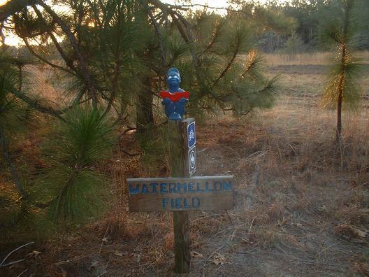 A wooden sign labeled "WATERMELON FIELD" stands in a grassy area, surrounded by pine trees. At the top of the sign, there is a small blue bust decoration, adding a whimsical touch to the scene, which is illuminated by soft evening light. Killer Three Loop mountain bike trail.