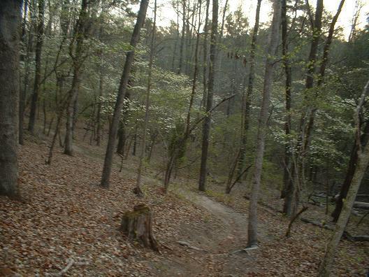 A wooded area with tall trees and a winding path covered in fallen leaves. The scene is tranquil, with hints of greenery and soft sunlight filtering through the branches, creating a serene environment. Killer Three Loop mountain bike trail.