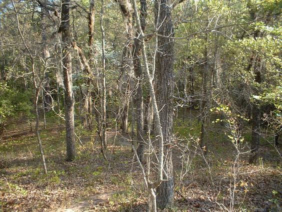 A dense forest scene featuring a variety of trees with bare branches and some green foliage. The ground is covered with fallen leaves, creating a natural and serene atmosphere. Sunlight filters through the trees, illuminating parts of the forest floor. Killer Three Loop mountain bike trail.