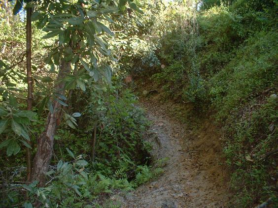 A narrow trail winding through lush greenery, surrounded by trees and shrubbery. Sunlight filters through the leaves, illuminating the path that veers off into a dense, natural environment. Killer Three Loop mountain bike trail.