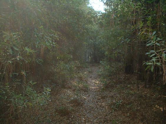 A narrow dirt pathway through a dense forest, surrounded by tall green foliage and scattered leaves on the ground, with soft natural light filtering through the trees. Killer Three Loop mountain bike trail.