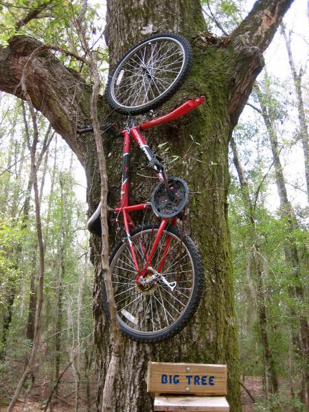 A red bicycle is lodged in the trunk of a large tree in a wooded area. The bike is positioned with its front wheel and handlebars high in the tree. A wooden sign near the base of the tree reads "BIG TREE." Surrounding vegetation is lush and green, suggesting a natural outdoor setting. Killer Three Loop mountain bike trail.