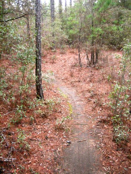A narrow dirt path winding through a forested area, surrounded by tall trees and underbrush. The ground is covered with fallen pine needles and leaves, indicating a natural woodland environment. Killer Three Loop mountain bike trail.