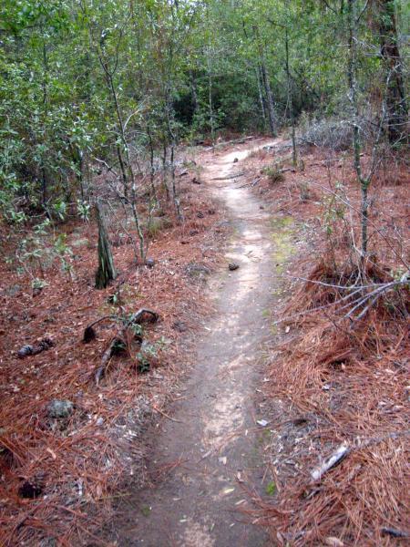 A narrow dirt path winding through a forested area, surrounded by trees and scattered pine needles on the ground. The trail is slightly uneven, with patches of grass and small rocks visible along the route. The scene conveys a sense of tranquility and natural beauty. Killer Three Loop mountain bike trail.