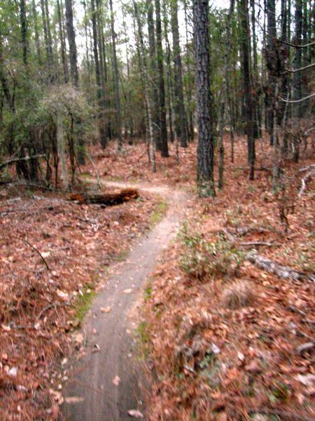 A narrow dirt path winding through a forested area, surrounded by tall trees and scattered fallen leaves and branches. The atmosphere is serene and slightly overcast, suggesting a peaceful wooded environment for hiking or nature walks. Killer Three Loop mountain bike trail.