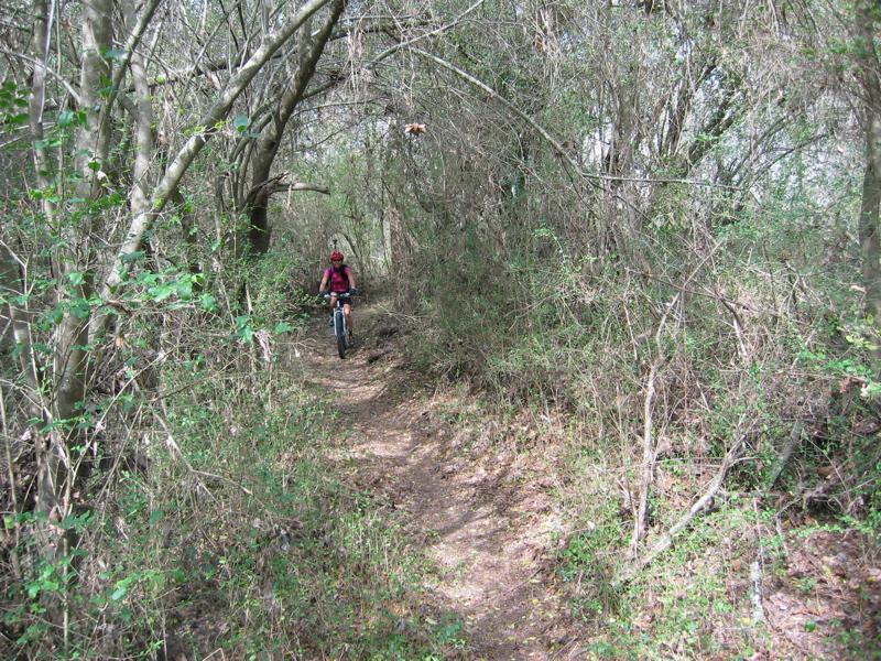 A person riding a mountain bike on a narrow dirt trail surrounded by dense trees and shrubs in a woodland area. Wine Creek mountain bike trail.